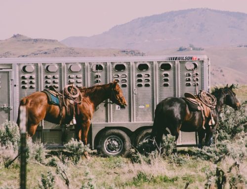 Leasing hestetrailer